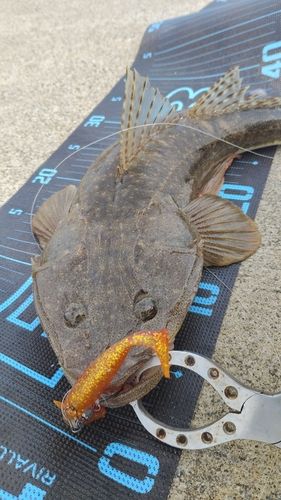 マゴチの釣果