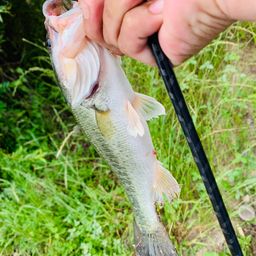 ラージマウスバス