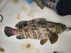 チャイロマルハタの釣果