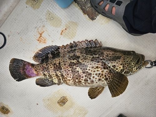 チャイロマルハタ