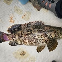 チャイロマルハタ