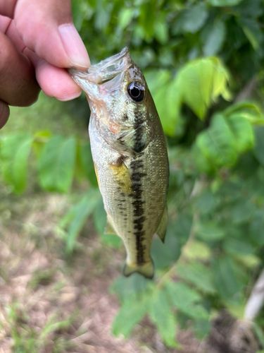 ラージマウスバスの釣果