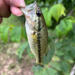 ラージマウスバス