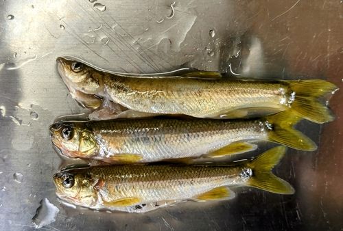 カワムツの釣果