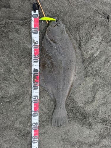 ヒラメの釣果