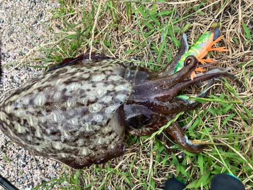 モンゴウイカの釣果