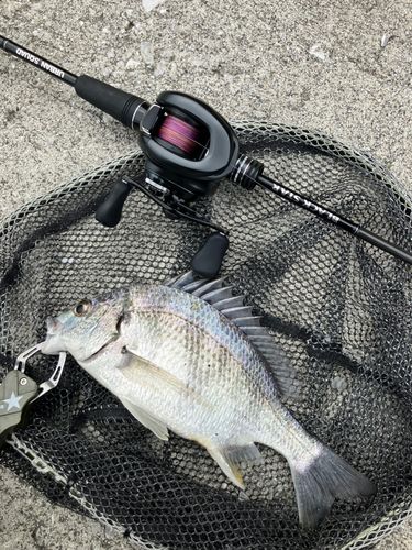 キビレの釣果
