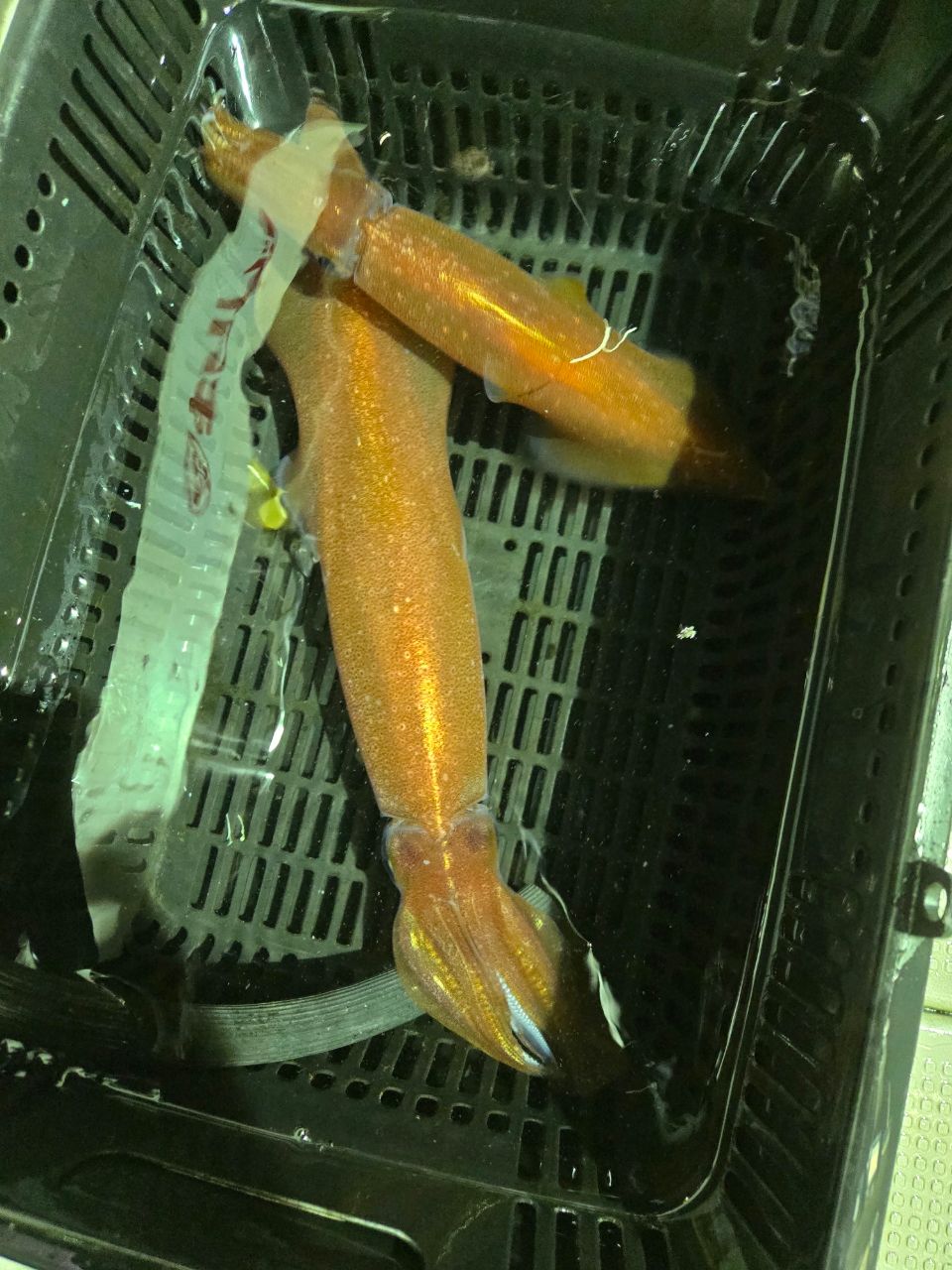 ケンサキイカ