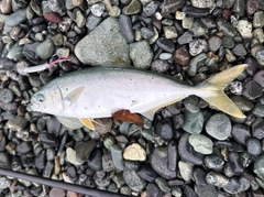 ワカシの釣果