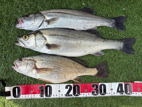 イシモチの釣果