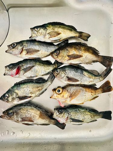 クロメバルの釣果