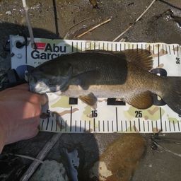 スモールマウスバス