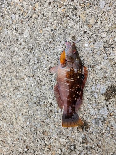 ベラの釣果
