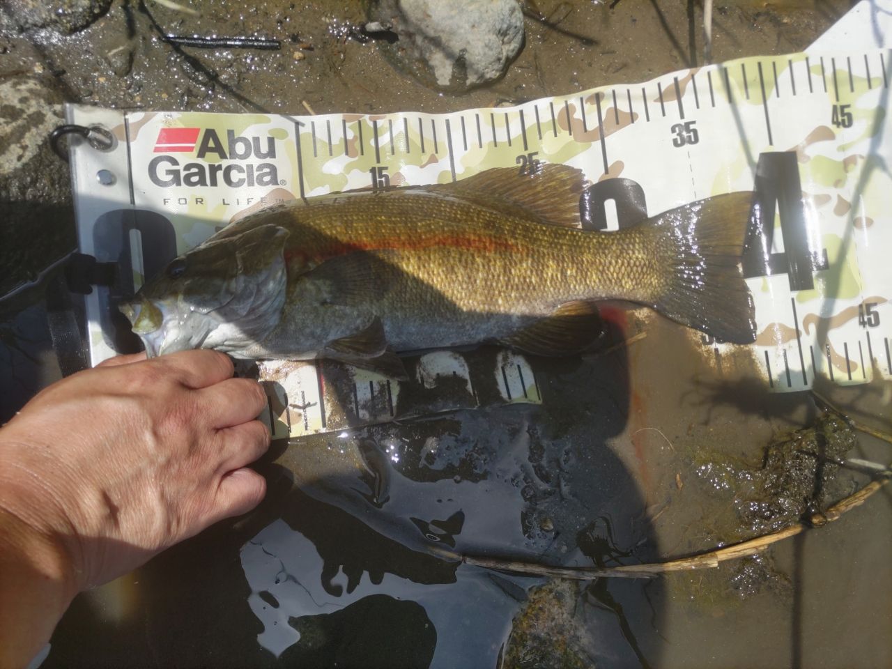 スモールマウスバス