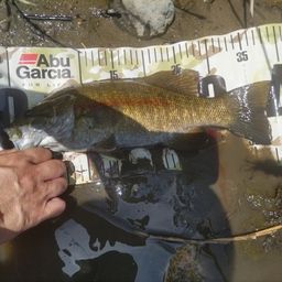 スモールマウスバス