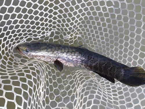 ライギョの釣果