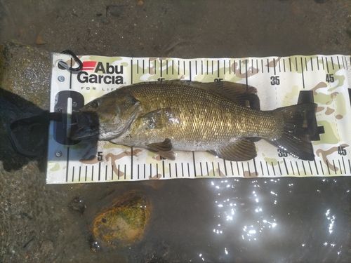 スモールマウスバスの釣果
