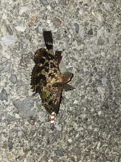 カサゴの釣果