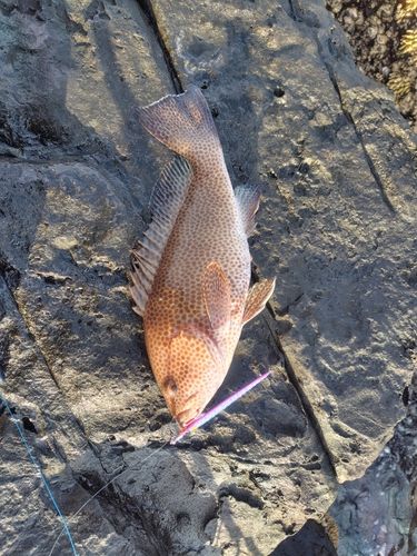 オオモンハタの釣果