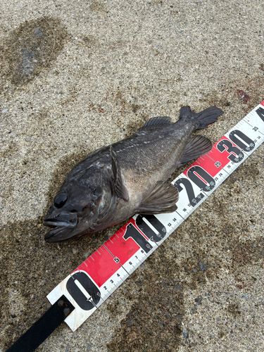 クロソイの釣果