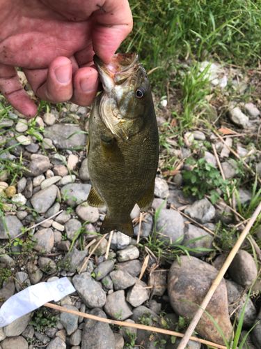 スモールマウスバスの釣果