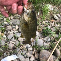 スモールマウスバス