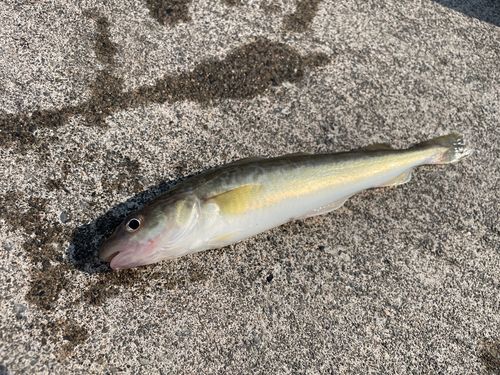 コマイの釣果