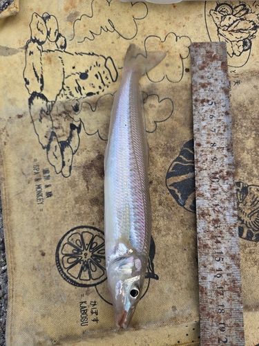 キスの釣果