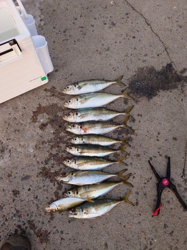 アジの釣果