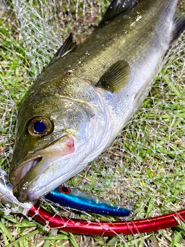 フッコ（マルスズキ）の釣果