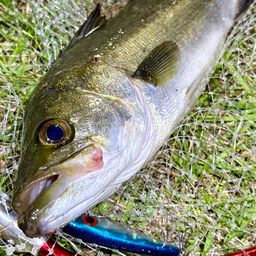 フッコ（マルスズキ）