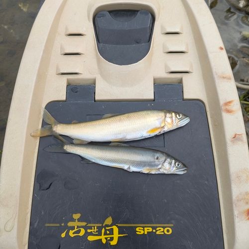 アユの釣果