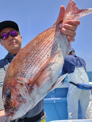 マダイの釣果
