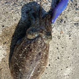 コウイカ