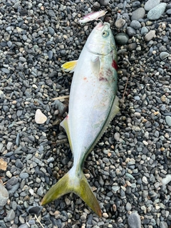 ワカシの釣果