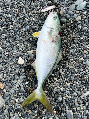 ワカシの釣果