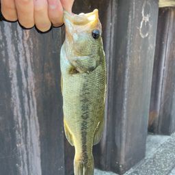 ラージマウスバス