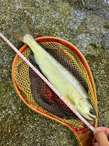 ヤマメの釣果