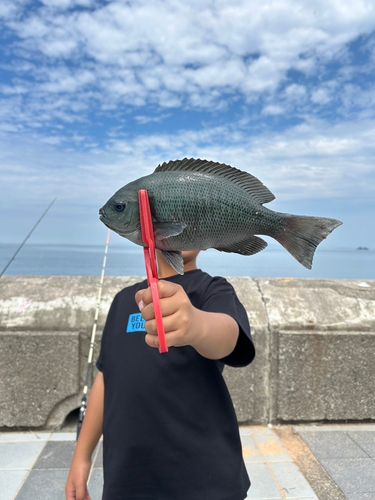 グレの釣果