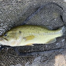 ラージマウスバス