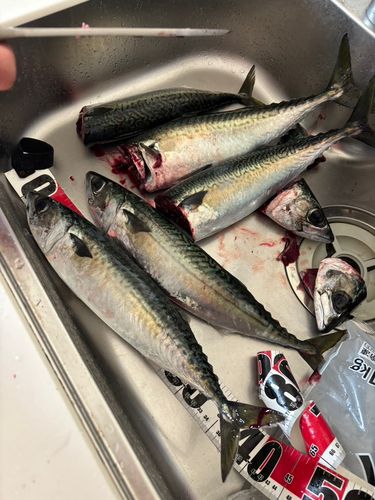 サバの釣果