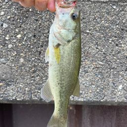 ラージマウスバス