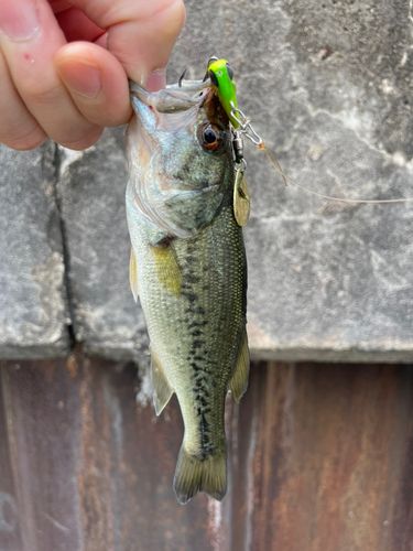 ラージマウスバスの釣果