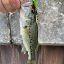 ラージマウスバス