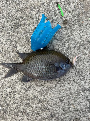 スズメダイの釣果