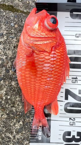 エビスダイの釣果