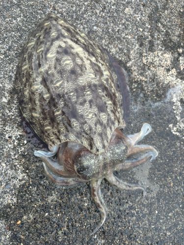 コウイカの釣果