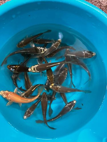 コイの釣果