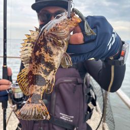 タケノコメバル