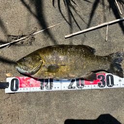 スモールマウスバス